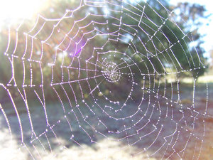 WEB